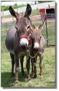 donkeys.net Souline