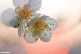 japanese.reader.bz Sounosuke
