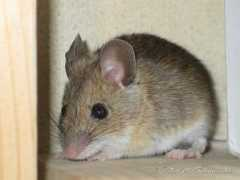 schumacher.ch Sourie