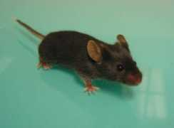 Souris