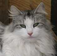 Souzah