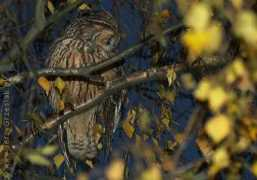 grzesiak.kei.pl Sowami