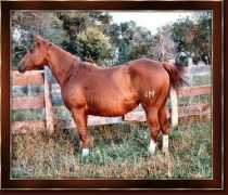 homozygous-paint.com Soxie