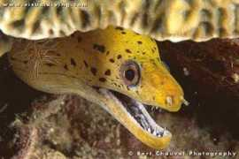 visualdiving.com Soyah