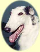 Soyara