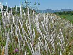 Soyogi