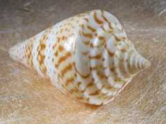 Sozon