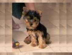 canilpguaratiba.com Spaike