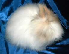 angora-rus.ucoz.com Spaiki
