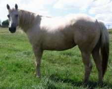 rdbquarterhorses.com Spandita