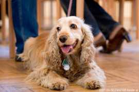 Spaniel