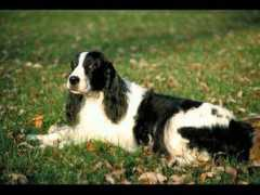 Spaniel
