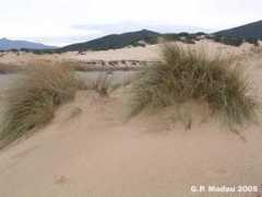 montelinas.it Sparto
