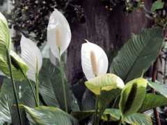 botanic.jp Spathi
