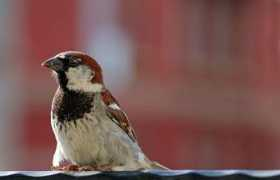 panoramio.com Spatz