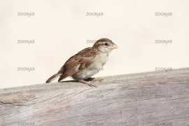 zoonar.com Spatz
