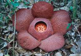 sabah.edu.my Speciosa