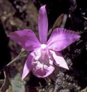 orchidsonline.com.au Speciosa