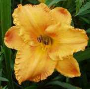 gracegardens.com Speckle