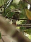 oiseaux.net Speckle