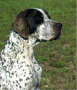 destiny-kennel.tripod.com Speckle