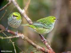 worldbirds.eu Speckled