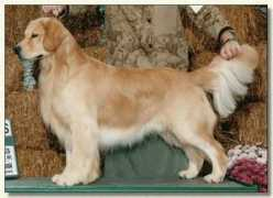 gold-rushgoldens.com Spencer