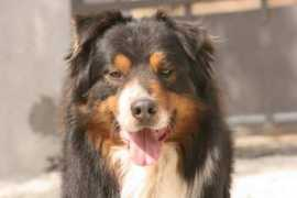 pension-elevage-canin-corse.fr Sperenza