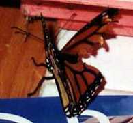 monarchwatch.org Speros