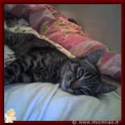 lnx.micimiao.it Spillo
