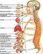 Spine