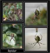 gallery.site.hu Spinne