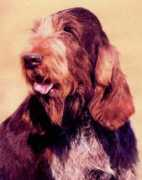 Spinone