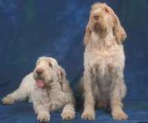 Spinone