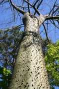 lamortella.org Spinoso