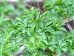 botanic.jp Spinosu
