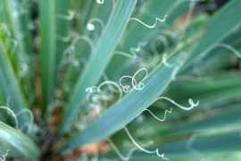 gallery.spacebar.org Spirals