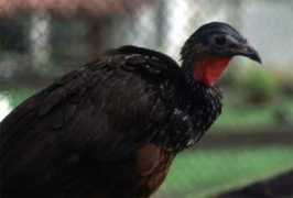 junglephotos.com Spix