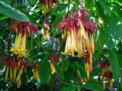 Splendens