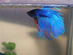 Splendens