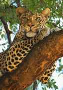 goafrica.about.com Spncer