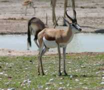 realbirder.com Springbok