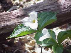 mlive.com Springflower