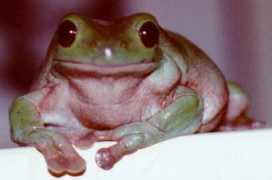 allaboutfrogs.org Sprocket