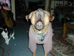 funnypetpictures.com Sprockett