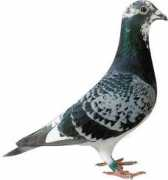 elimarpigeons.com Sproet