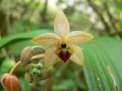 orchidspecies.com Spsp