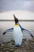 burrard-lucas.com Squawk