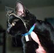 Squeeker