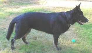 salhausgermanshepherds.com Sraven